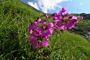 50^ Sagra del Monte Menna – 50^ di fondazione del Gruppo 4 Cime M.A.G.A. (1968-1918) al Bivacco Palazzi il 5 agosto 2018  - FOTOGALLERY